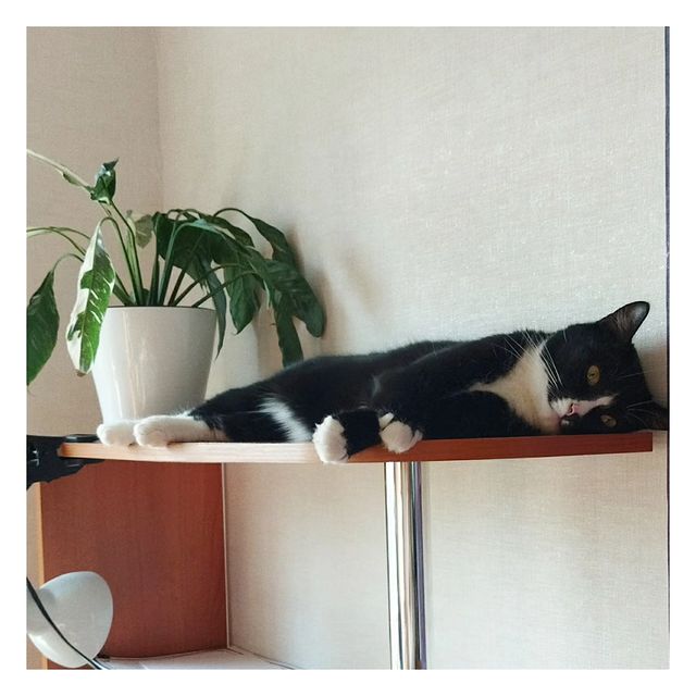 op_sweater в LOOKY. #екатеринбург,#жарко,#летнийотдых,#summer,#catlife. Жара... 

#екатеринб...