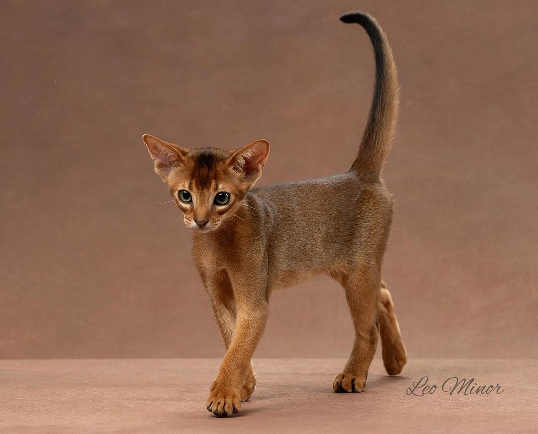 leo_minor_aby_cattery_cfa в LOOKY — фото 3