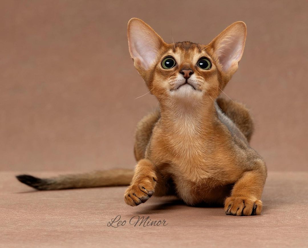 leo_minor_aby_cattery_cfa в LOOKY — фото 2