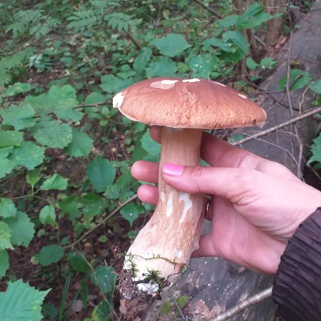 bukhvalovaevgeniia в LOOKY. . По лесу прогулялась....