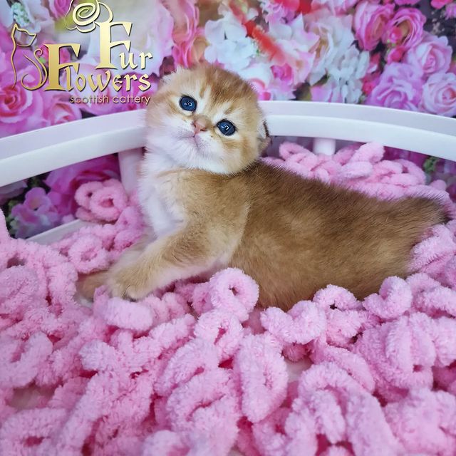 fur_flowers_cats в LOOKY. . Сладкий медовик,отку...