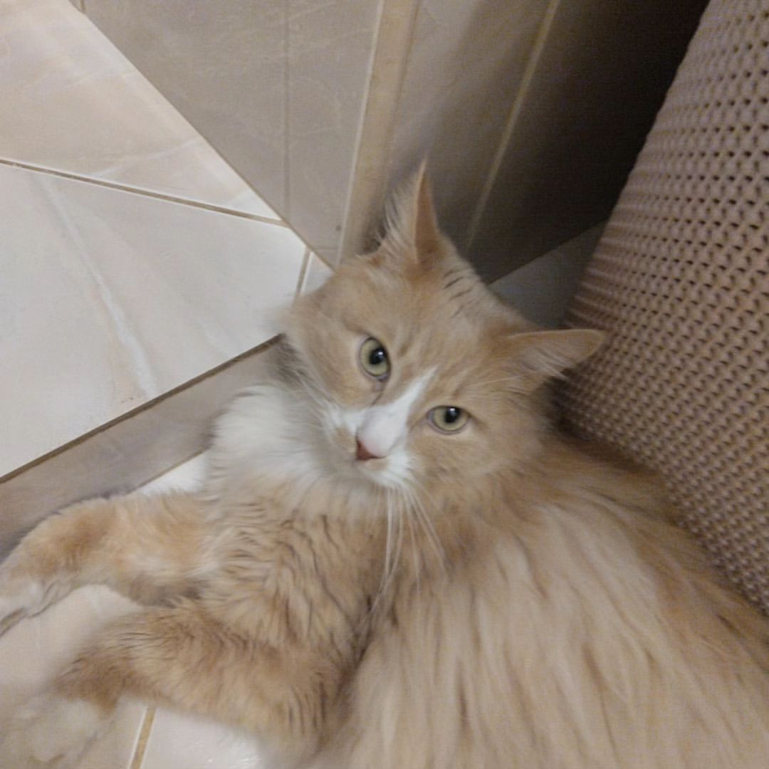 Только проснулись, уже устали! 

#котики #коты #котята