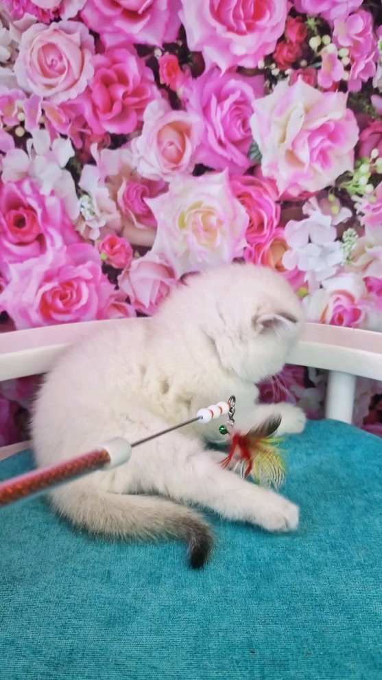 fur_flowers_cats в LOOKY. . null