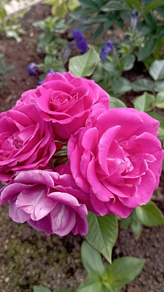 natalia_strekalovskaya в LOOKY. #розы,#цветы,#rose,#flowers. #розы
#цветы
#rose
#...