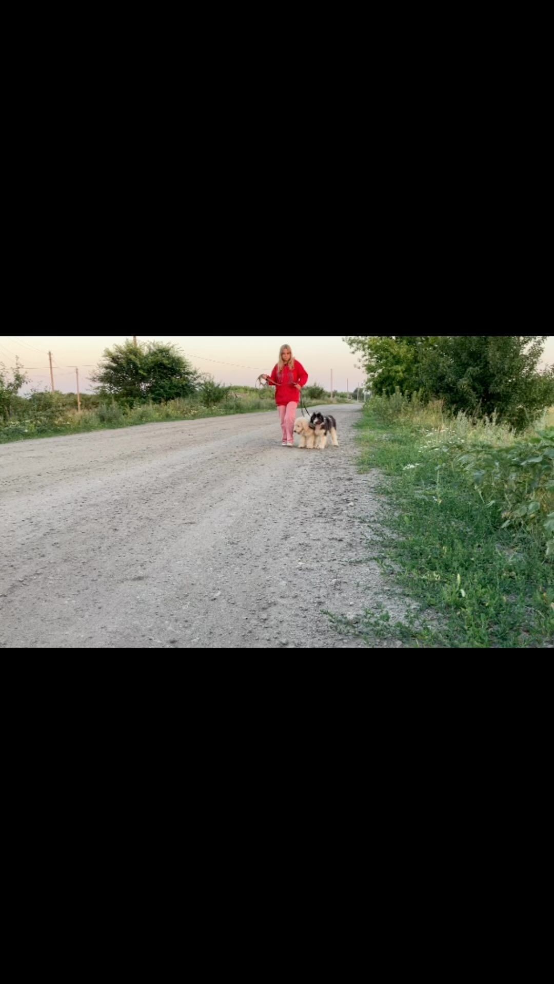 iz_v_s в LOOKY. #iz_v_s,#southrussianovcharka. #iz_v_s #southrussia...