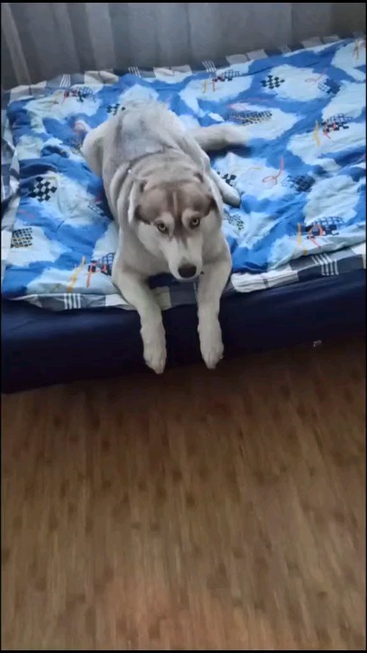 pavel.p.a в LOOKY. #маруся,#мара,#морана,#хаски,#хаскивидео,#хаскиголубыеглазки,#хаскисозданыдляласки,#хаскиспб. Когда тебе очень рад...