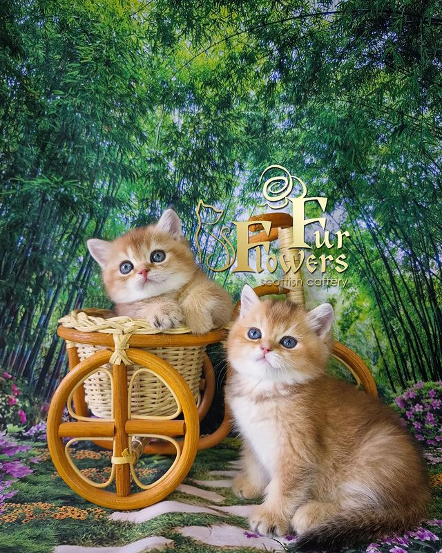fur_flowers_cats в LOOKY. . Прелесные мои мужичк...
