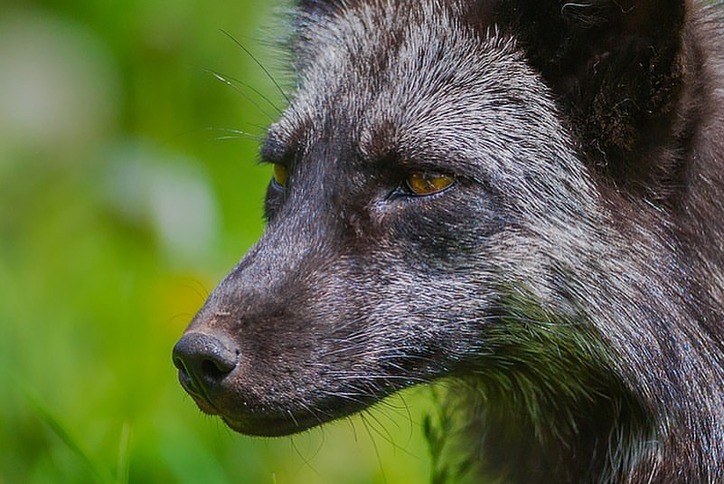 myfoxfamily в LOOKY — фото 3
