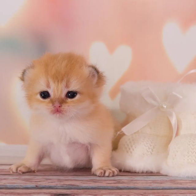 cattery_fiori.zen в LOOKY. . Принимаем поздравлен...