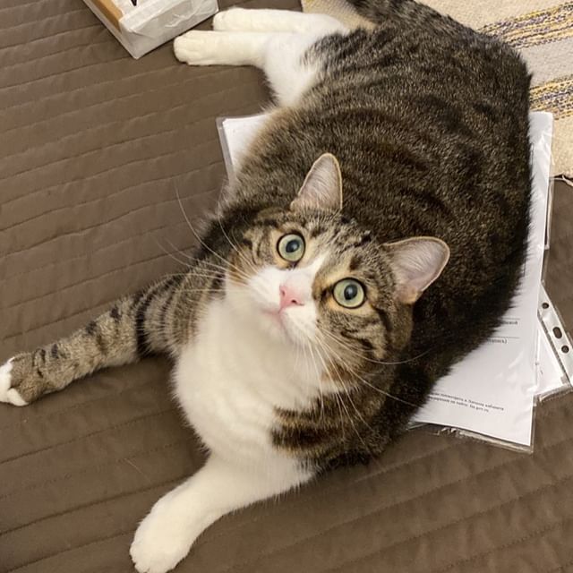 marsik_cat_playful в LOOKY. #cats,#cat,#thecat,#pet,#exstraycat,#catsofinstagram,#catstagram,#catlover,#instacat,#instacats,#catoftheday,#cute,#animals,#catlife,#cutecats,#lovecats,#catography,#catographer,#meow,#кот,#猫,#Katze,#котик,#instakitty,#feline,#fluffycat,#meow,#catboy,#catselfie,#catworld,#catnap. Помогаю тем что не м...