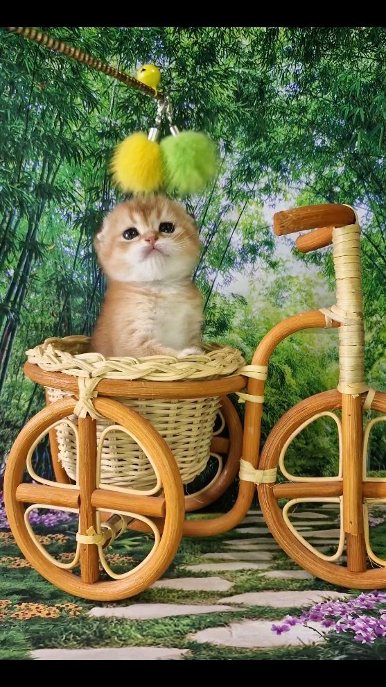 fur_flowers_cats в LOOKY. . null