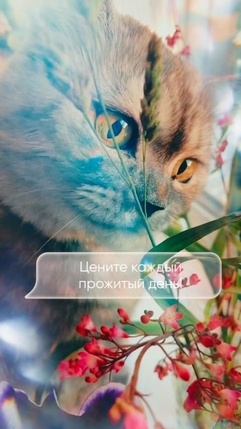 mariia.bazhina в LOOKY. . null
