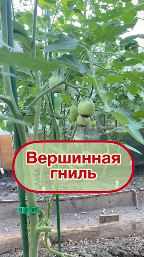 my_garden_every_day в LOOKY. . 🟠 Вершинная гниль �...