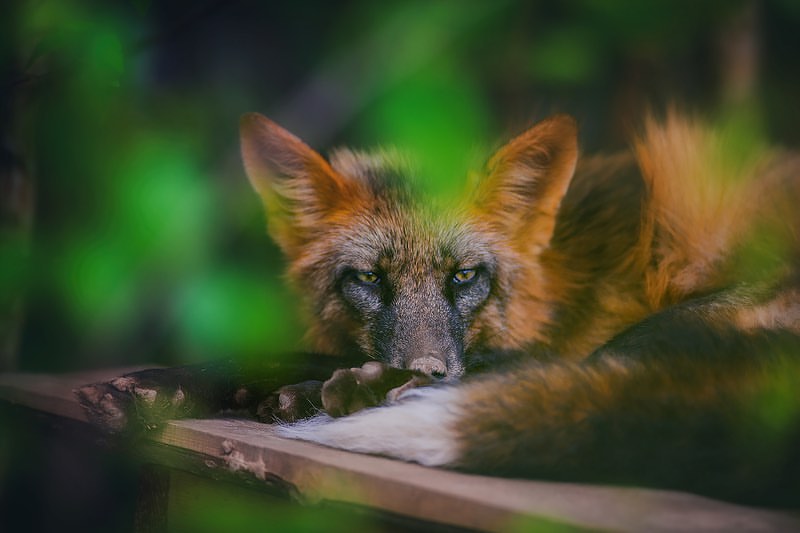 myfoxfamily in LOOKY. . Лайфхак: если снимат...