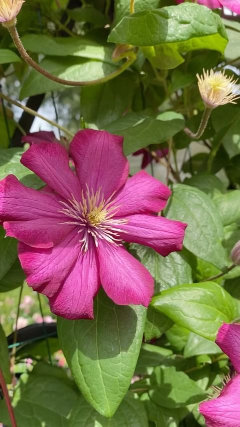 my_garden_every_day в LOOKY. . Говорят - 🔵 Короля ...