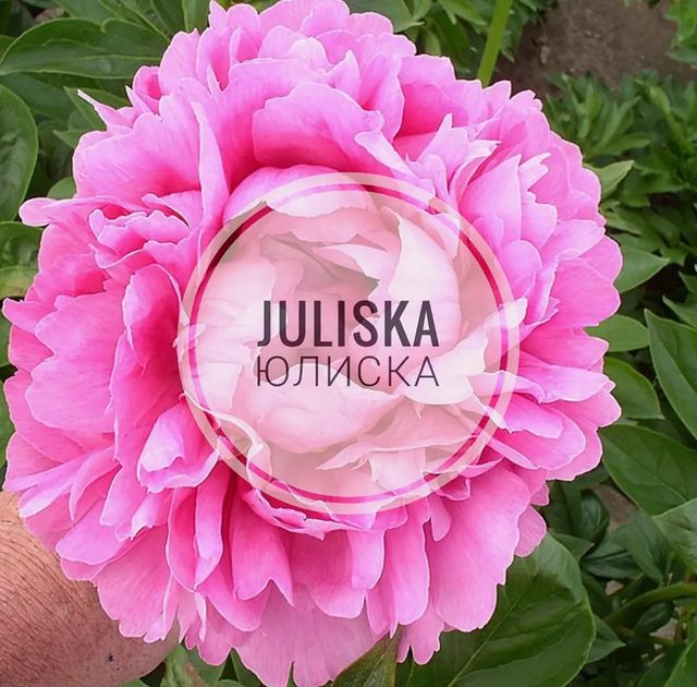 pion_volgograd в LOOKY. . 🌸Juliska (Юлиска)🌸...