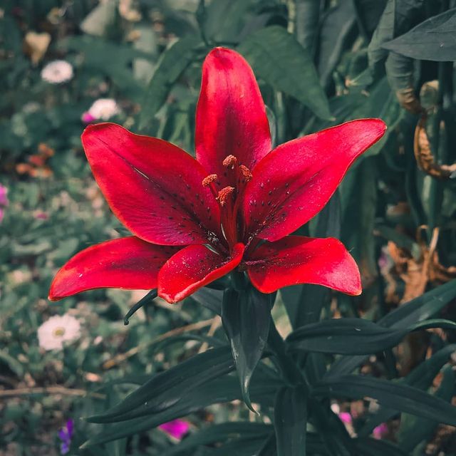 deus.nature в LOOKY. #floverphotography,#flovers,#floverslovers,#macrophotography,#shotongalaxy,#naturephotography,#nature,#naturelovers,#фотодня,#фотоприроды,#фотоцветов,#цветыцветы,#макрофотография,#мобильнаяфотография. Ｌｉｌｉｕｍ
.
.
.
#flover...