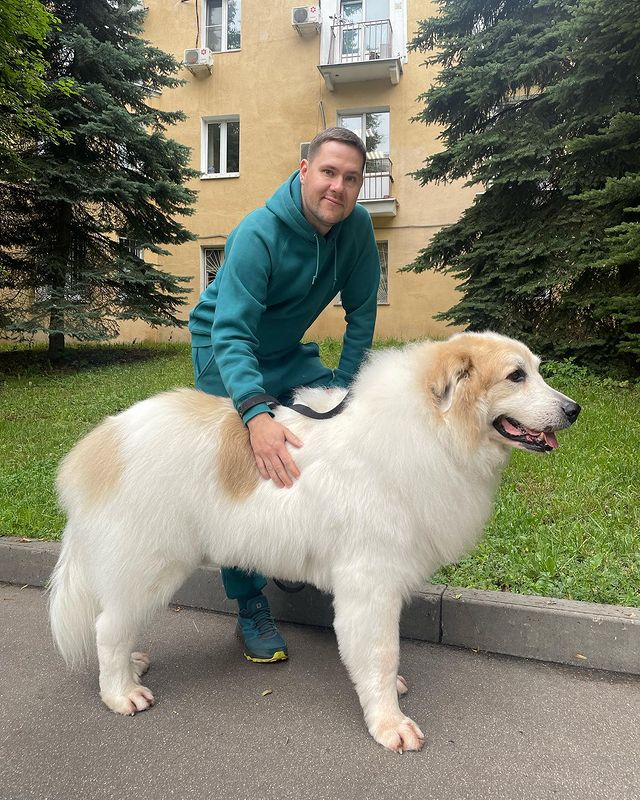 starunkin в LOOKY. #greatpyrenees. Любимый Polar Bear �...