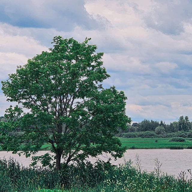 deus.nature в LOOKY. #photooftheday,#naturephotography,#naturelovers,#landscape,#shotongalaxy,#grass,#trees,#фотоприроды,#фотодня,#пейзажироссии,#пейзаж,#великийновгород,#мобильнаяфотография. Ｔｒｅｅ
.
.
.
#photooft...