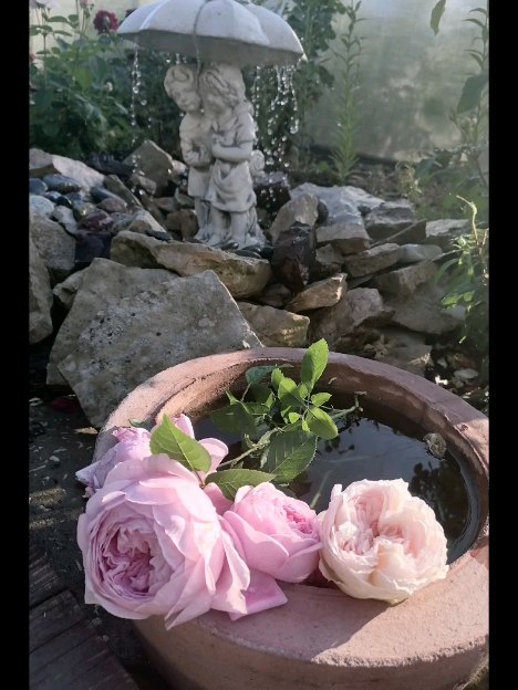 yuliya_badigina в LOOKY. #mygarden,#myflowers,#myroses,#mygardenstory,#summer,#rosejuliette,#сад_мечты,#клематис,#лаванда. Лето в экваторе🌄

#...