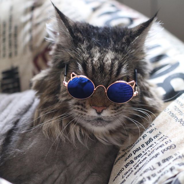 amany_red в LOOKY. . Коша на стиле)
