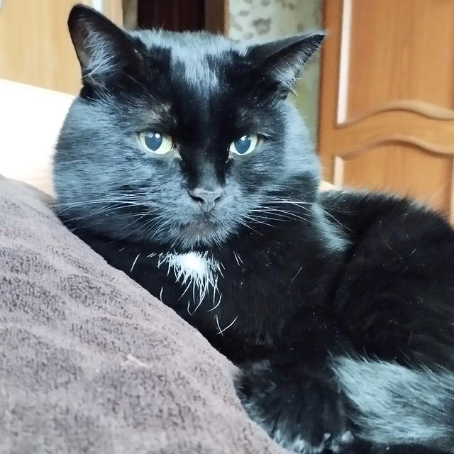 IziTop в LOOKY. #blackkat. #blackkat