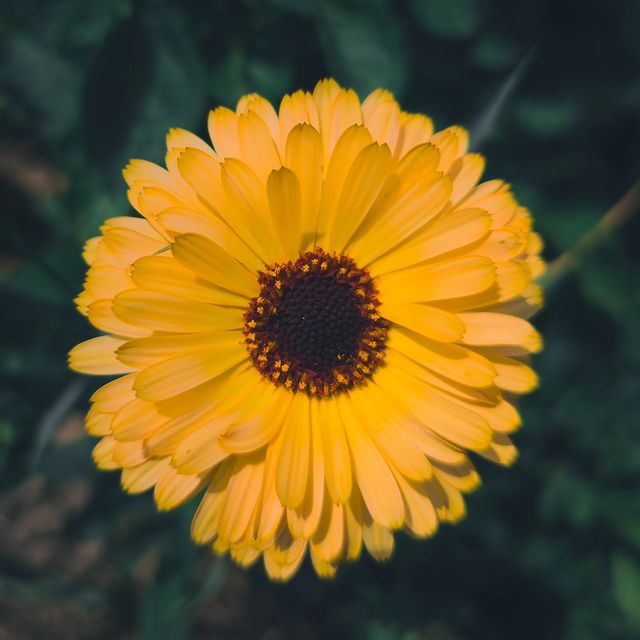 deus.nature в LOOKY. #floverphotography,#flovers,#floverslovers,#macrophotography,#shotongalaxy,#naturephotography,#nature,#naturelovers,#фотодня,#фотоприроды,#фотоцветов,#цветыцветы,#макрофотография,#мобильнаяфотография. Ｃａｌéｎｄｕｌａ.
.
.
.
#fl...