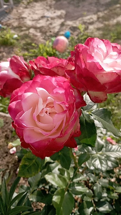 natalia_strekalovskaya в LOOKY. #flower,#rose,#цветы,#розы,#вырица. #flower 
#rose 
#цве...
