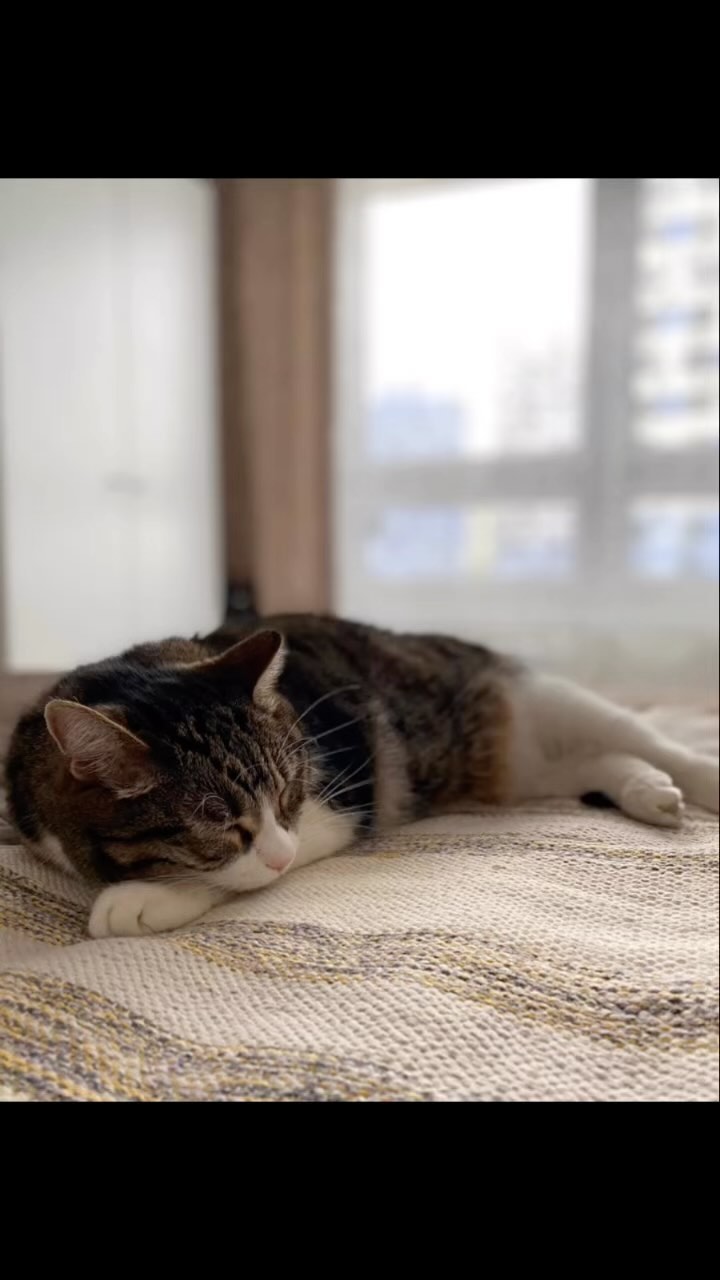 marsik_cat_playful в LOOKY. #cats,#cat,#thecat,#pet,#exstraycat,#catsofinstagram,#catstagram,#catlover,#instacat,#instacats,#catoftheday,#cute,#animals,#catlife,#cutecats,#lovecats,#catography,#catographer,#meow,#кот,#猫,#Katze,#котик,#instakitty,#feline,#fluffycat,#meow,#catboy,#catselfie,#catworld,#catnap. Истина 

#cats #cat ...