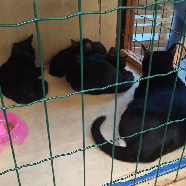 myckael.cavalcante в LOOKY. . Adopted, had a snack...