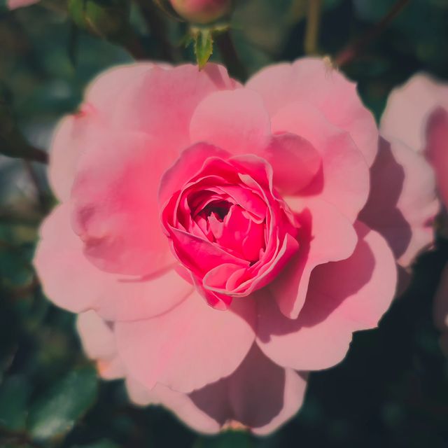 deus.nature в LOOKY. #floverphotography,#flovers,#floverslovers,#macrophotography,#shotongalaxy,#naturephotography,#nature,#naturelovers,#фотодня,#фотоприроды,#фотоцветов,#цветыцветы,#макрофотография,#мобильнаяфотография. Ｂｏｎｉｃａ ８２
.
.
.
#flo...