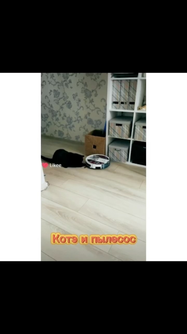 kondratyvitaly в LOOKY. #котэ,#буся,#кошкаипылесос,#кошкаиграет. Кошка и пылесос
#кот...