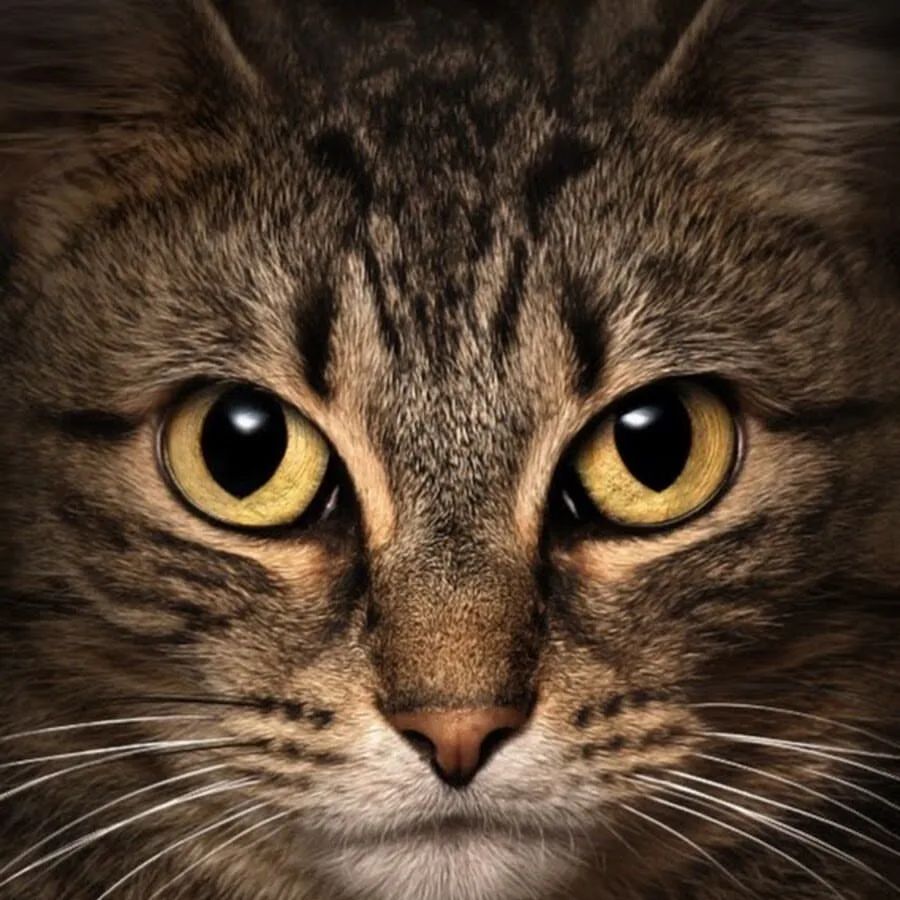salon_dolly в LOOKY — 🐈‍⬛Услуги для кошек🐈‍⬛

📍Кошачьих принимаем только (!!!)
