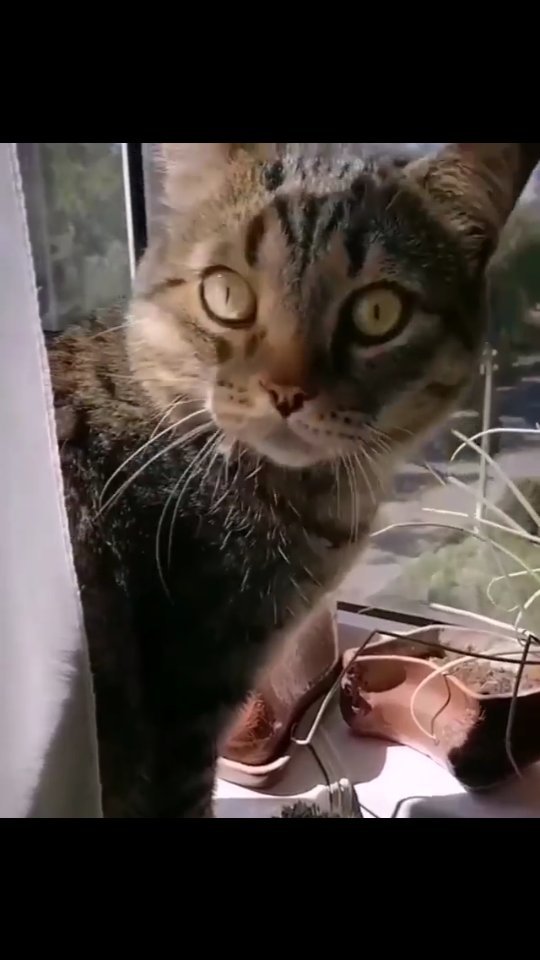 motynews в LOOKY. . Просто летнее утро �...