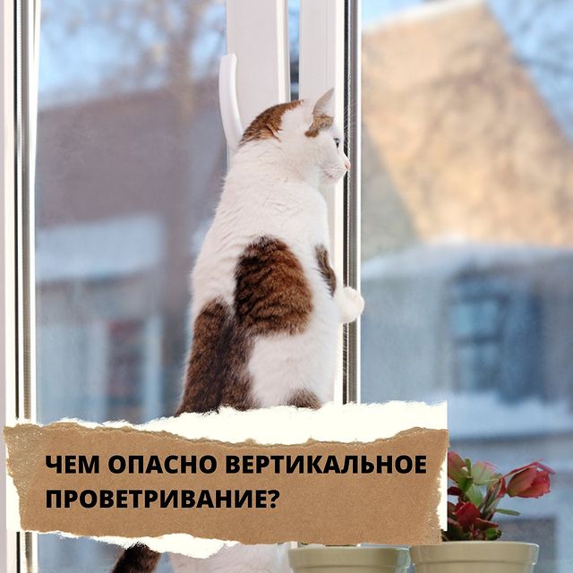 lucky_dog_kapunoff в LOOKY. #luckydog#kapunoff#кошки#проветривание#лакомстваДляЖивотных#сушеныелакомства. ЧЕМ ОПАСНО ВЕРТИКАЛЬ...