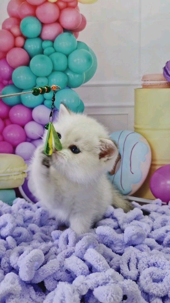 fur_flowers_cats в LOOKY. . null