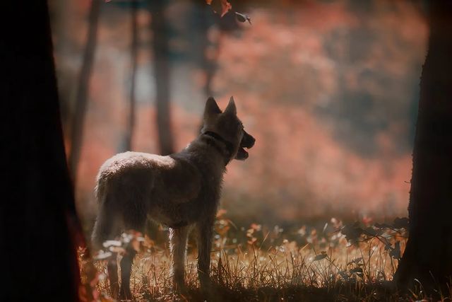 dmitriibilly в LOOKY. #tamron_russia,#tamron150600g2,#nikonclub,#Nikonz,#naturephotography,#dogphotography,#Dawn,#forestfairytale,#beautyworld,#nature,#forest,#tamron150600mm,#tamron_lens. #tamron_russia #tamr...