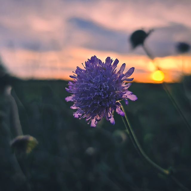deus.nature в LOOKY. #floverphotography,#flovers,#floverslovers,#macrophotography,#shotongalaxy,#naturephotography,#nature,#naturelovers,#фотодня,#фотоприроды,#фотоцветов,#цветыцветы,#макрофотография,#мобильнаяфотография. Ｓｃａｂｉｏｓａ
.
.
.
#flov...