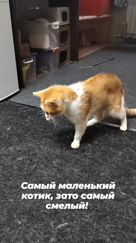 alaistel в LOOKY. . null