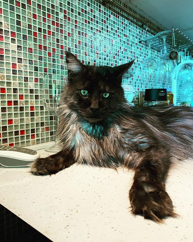 dinn_xt в LOOKY. #летосолнцежара,#летоэтомаленькаяжизнь,#летолето,#catofthedaystagram,#catsofinstagram,#katzenvoninstagram,#gatto,#gattini,#instacat,#mainecoon,#mainecoon_banda,#maincoonecat,#мейнкун,#мейн. Всем приветики! Что-...