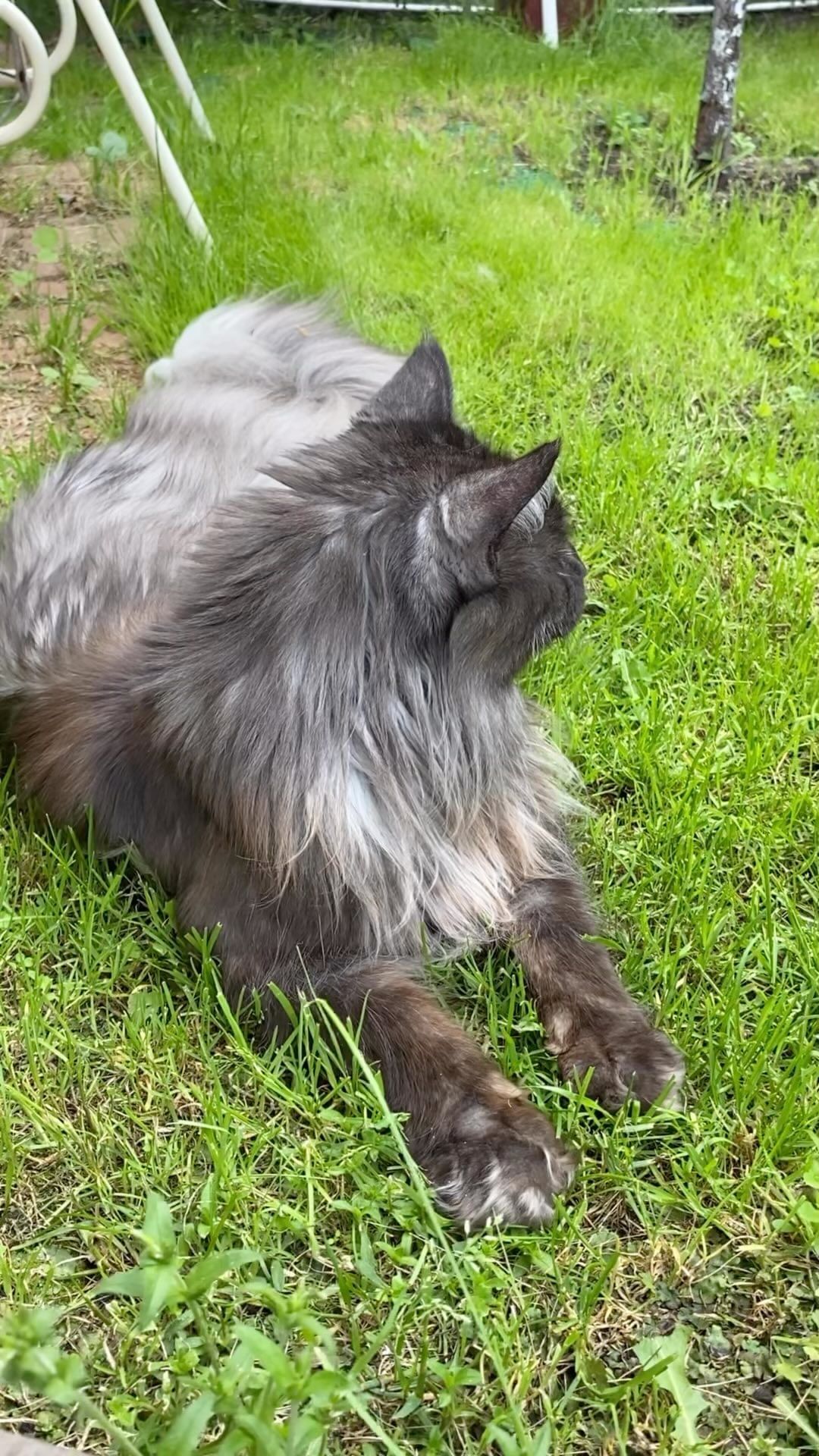 dinn_xt в LOOKY. #лето,#моялюбимаядача,#летоэто,#котикитакиекотики,#котожизнь,#cats_of_world,#котопёсики,#мейнкуномания,#мейнкунырулят,#котопес,#хулиган,#моясмешнаямордочка,#моесчастье,#домашнеехозяйство. Любите ли вы курочек...