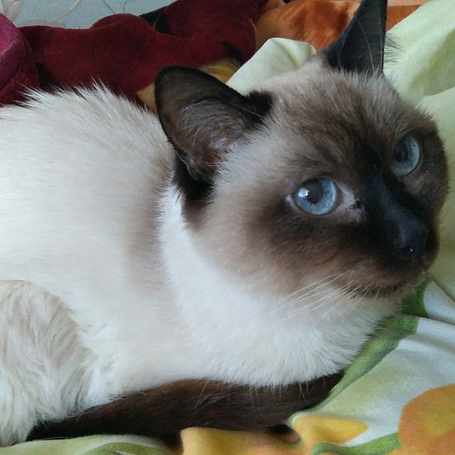 elenka239012 в LOOKY. . Rip... 18.07.2023  т...