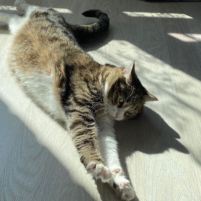 marsik_cat_playful в LOOKY. #cats,#cat,#thecat,#pet,#exstraycat,#catsofinstagram,#catstagram,#catlover,#instacat,#catoftheday,#animals,#catlife,#cutecats,#lovecats,#catography,#catographer,#meow,#кот,#猫,#Katze,#котик,#instakitty,#feline,#fluffycat,#meow,#catboy,#catselfie,#catworld,#catnap,#nails. Прожорливое брюшко
Р...