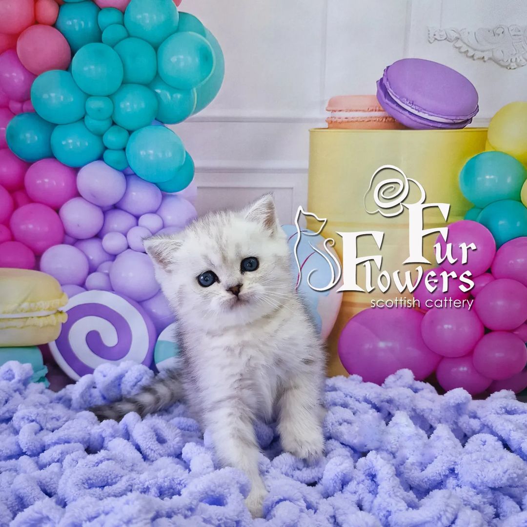 fur_flowers_cats в LOOKY — Yagodka Fur Flowers 🍓🍒
Вкусная,сладкая малышка,в поиске св