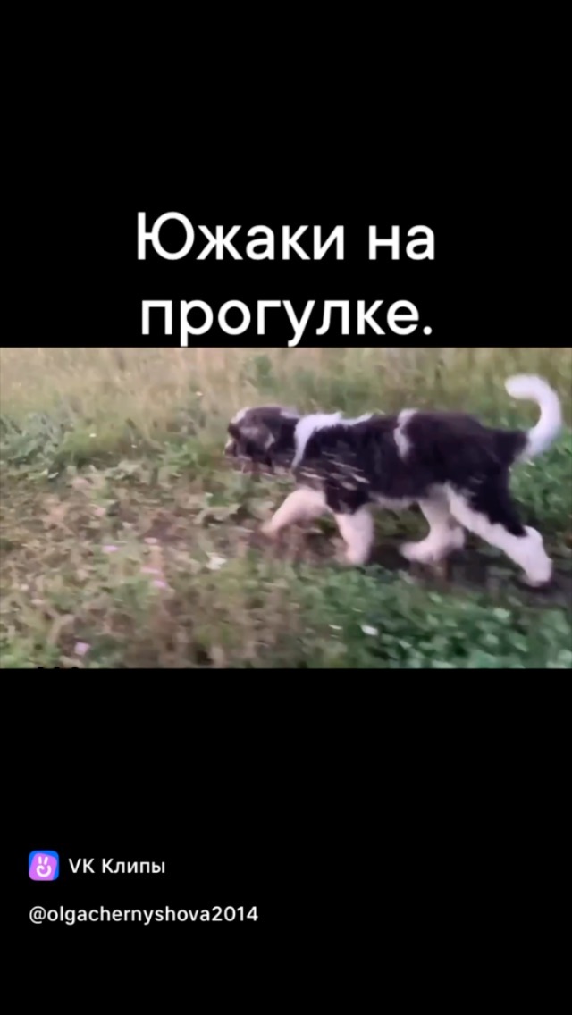 iz_v_s в LOOKY. . null