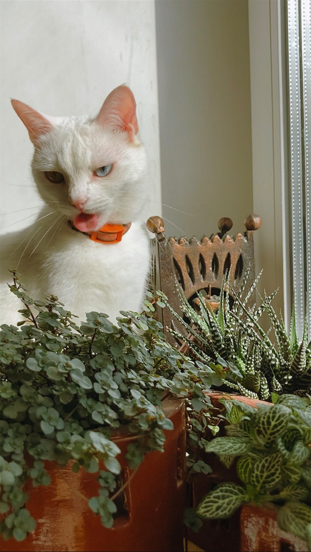 anastasia_shamarina в LOOKY. #cat,#сats,#home. Ни одна кошка не пос...