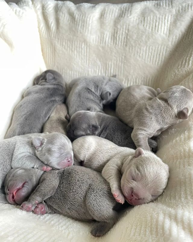nastasya.lipbulldog в LOOKY. #loveabulli,#frenchuepuppy,#frenchuesofinstagram,#frenchielife,#ilovemyfrenchie,#frenchielove,#frenchbulldogsofinstagram,#instafrenchie,#bulldogfrances,#frenchieoftheday,#theworldofbullies,#dailyfrenchie,#frenchiepups,#frenchies1,#frenchie,#frenchiephotos,#frenchbulldogsrock,#frenchbully,#thefrenchiepost,#fab_frenchie,#ig_bullys. Г. Пенза. Маленькие ...