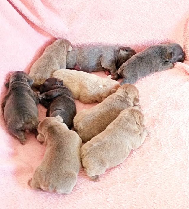 nastasya.lipbulldog в LOOKY. #loveabulli,#frenchuepuppy,#frenchuesofinstagram,#frenchielife,#ilovemyfrenchie,#frenchielove,#frenchbulldogsofinstagram,#instafrenchie,#bulldogfrances,#frenchieoftheday,#theworldofbullies,#dailyfrenchie,#frenchiepups,#frenchies1,#frenchie,#frenchiephotos,#frenchbulldogsrock,#frenchbully,#thefrenchiepost,#fab_frenchie,#ig_bullys. Г. Краснодар ♥️♥️♥️
...