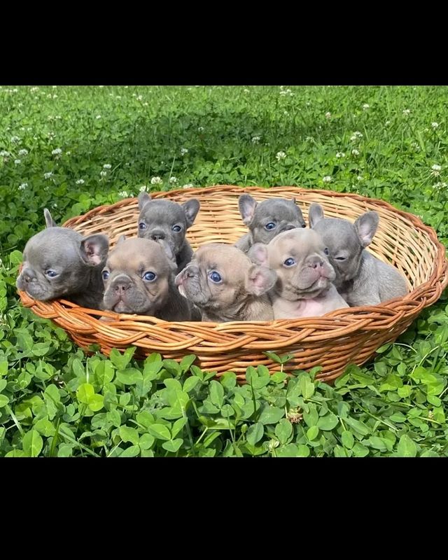nastasya.lipbulldog в LOOKY. #loveabulli,#frenchuepuppy,#frenchuesofinstagram,#frenchielife,#ilovemyfrenchie,#frenchielove,#frenchbulldogsofinstagram,#instafrenchie,#bulldogfrances,#frenchieoftheday,#theworldofbullies,#dailyfrenchie,#frenchiepups,#frenchies1,#frenchie,#frenchiephotos,#frenchbulldogsrock,#frenchbully,#thefrenchiepost,#fab_frenchie,#ig_bullys. Чудесный помет от Че...