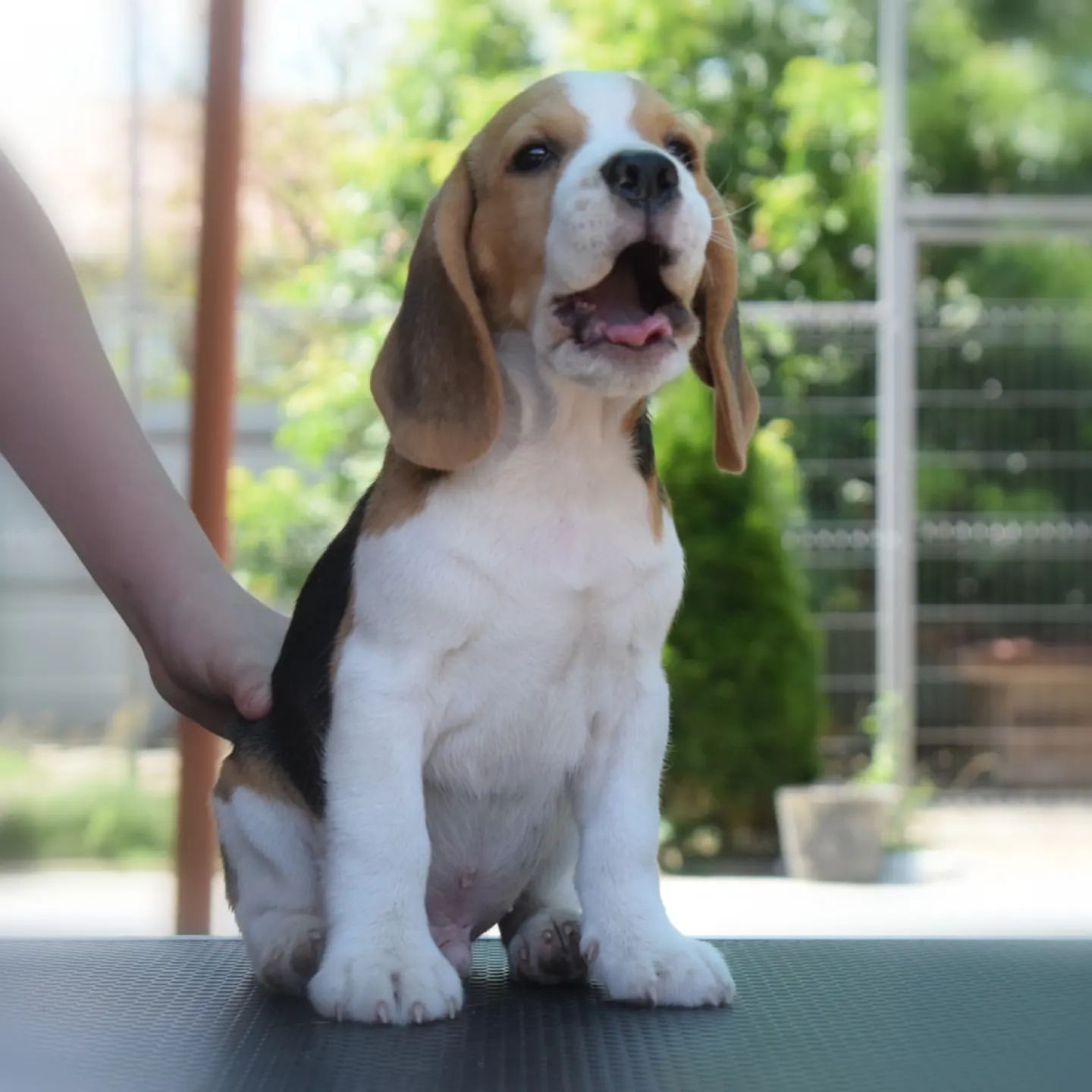 anjenland_kennel в LOOKY — фото 2